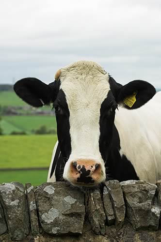 Farm Images